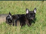 Siyah French Bulldog Yavrular