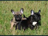 Siyah French bulldog yavrular