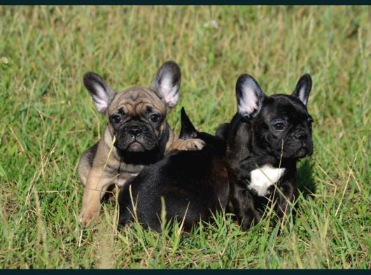 Siyah French Bulldog Yavrular