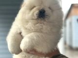 Chow Chow Bebekler