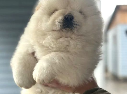 Chow Chow Bebekler görsel