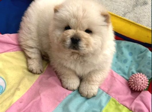 Chow Chow Bebekler