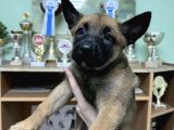 Lekesiz  Istanbul Da Malinois Yavruları