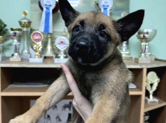 Lekesiz  Istanbul Da Malinois Yavruları görsel