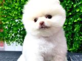 Pomeranian yavru gelmiştir