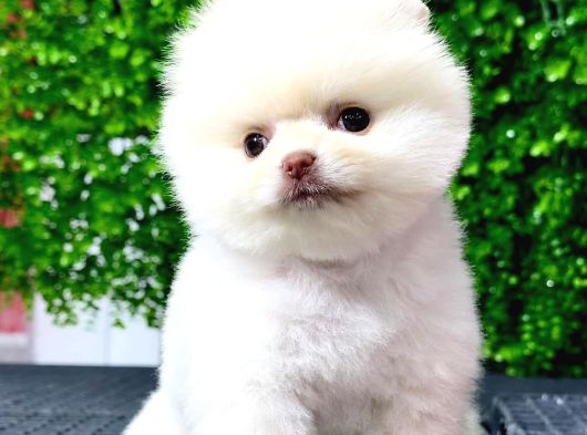 Pomeranian Yavru Gelmiştir