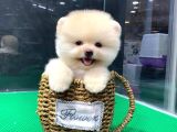 Teddybear Pomerian Yavrularımız Dişi Ve Erkek