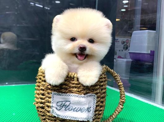 Teddybear Pomerian Yavrularımız Dişi Ve Erkek görsel