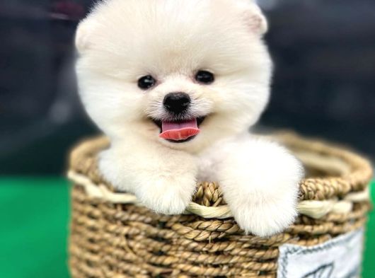 Teddybear Pomerian Yavrularımız Dişi Ve Erkek