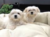 Sıfır Numara A Kalite Kore Kan Maltes Terrier