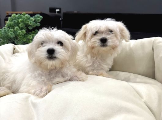 Sıfır Numara A Kalite Kore Kan Maltes Terrier görsel