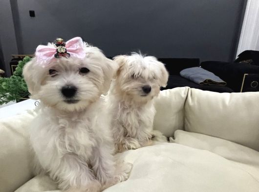 Sıfır Numara A Kalite Kore Kan Maltes Terrier görsel