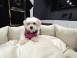 Sıfır Numara A Kalite Kore Kan Maltes Terrier