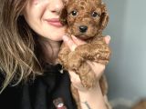 Toy Poodle Yavrularımız