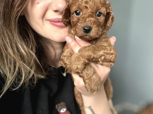 Toy Poodle Yavrularımız görsel