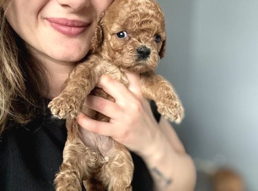 Toy Poodle Yavrularımız görsel