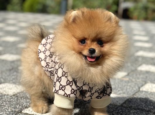 Gülen Yüz Erkek Pomerani̇an Boo görsel