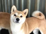 Shiba Inu Yavruları