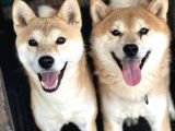Shiba Inu Yavruları