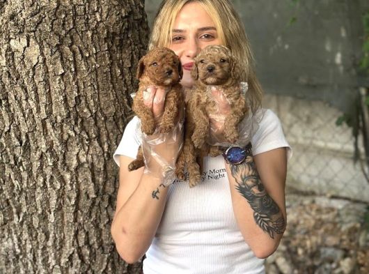 Toy Poodle Yavrularımız görsel