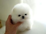 Orji̇nal Pomerani̇an Boo Çocuklar