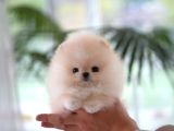 Orji̇nal Pomerani̇an Boo Çocuklar