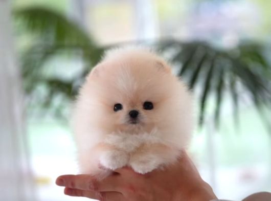 Orji̇nal Pomerani̇an Boo Çocuklar görsel