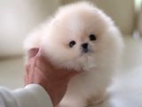ORJİNAL POMERANİAN BOO ÇOCUKLAR