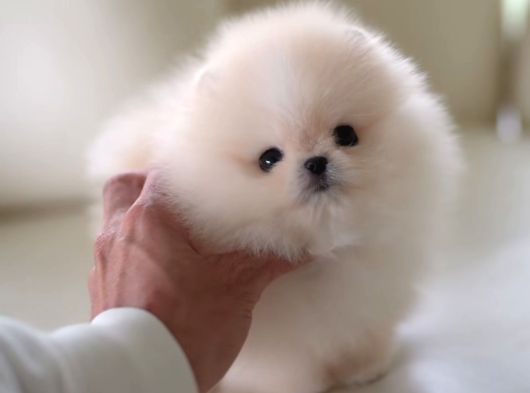 Orji̇nal Pomerani̇an Boo Çocuklar