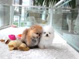 Orji̇nal Pomerani̇an Boo Çocuklar