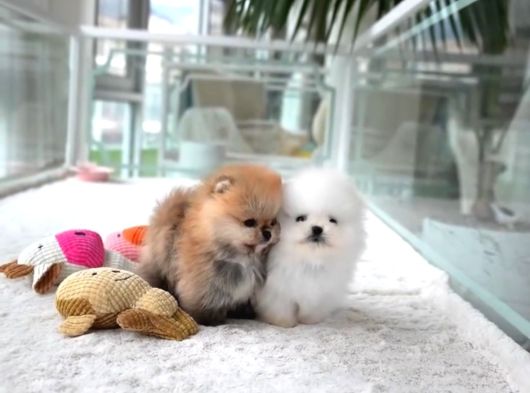 Orji̇nal Pomerani̇an Boo Çocuklar görsel