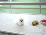 Orji̇nal Pomerani̇an Boo Çocuklar