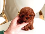 ORJİNAL TOY POODLE ÇOCUKLAR