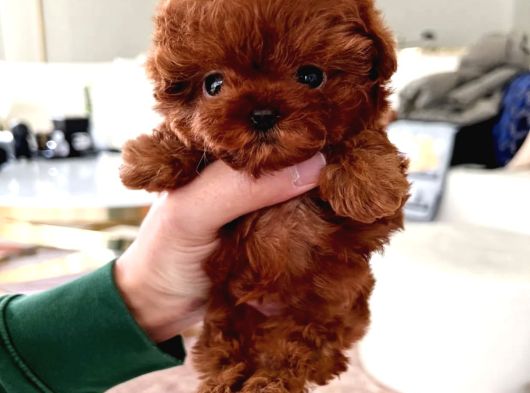 Orji̇nal Toy Poodle Çocuklar görsel