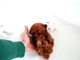 Orji̇nal Toy Poodle Çocuklar