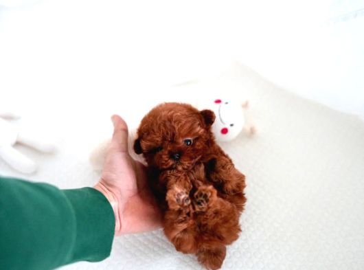 Orji̇nal Toy Poodle Çocuklar görsel