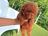 Orji̇nal Poodle Çocuklar