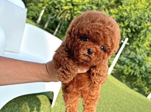 Orji̇nal Poodle Çocuklar görsel