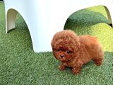 ORJİNAL POODLE ÇOCUKLAR