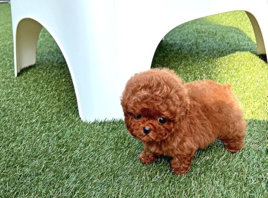 Orji̇nal Poodle Çocuklar