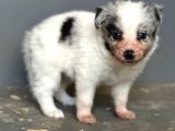 Her Renk Border Collie Yavruları