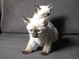 Mi̇nnoş Si̇yam Kedi̇leri̇m