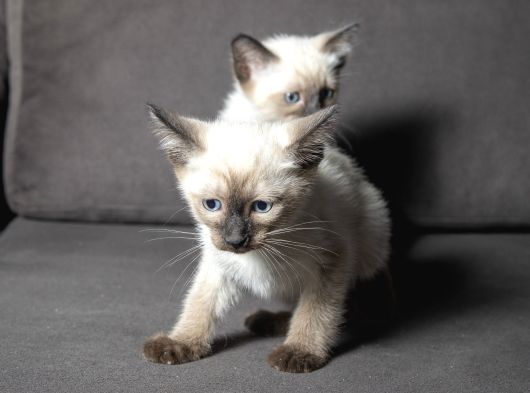 Mi̇nnoş Si̇yam Kedi̇leri̇m görsel