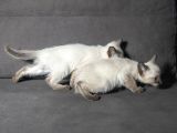 Mi̇nnoş Si̇yam Kedi̇leri̇m
