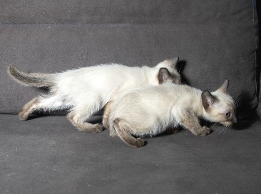Mi̇nnoş Si̇yam Kedi̇leri̇m görsel