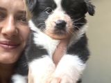Her Renk Border Collie Yavruları