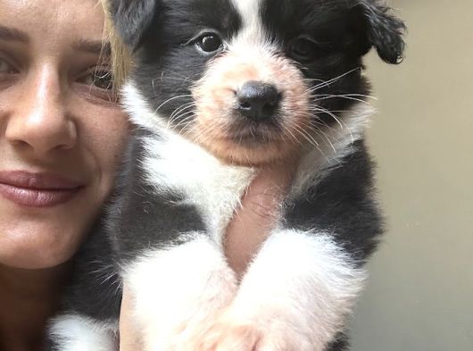 Her Renk Border Collie Yavruları görsel