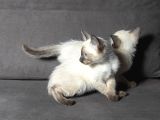 Mi̇nnoş Si̇yam Kedi̇leri̇m