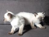 Mi̇nnoş Si̇yam Kedi̇leri̇m