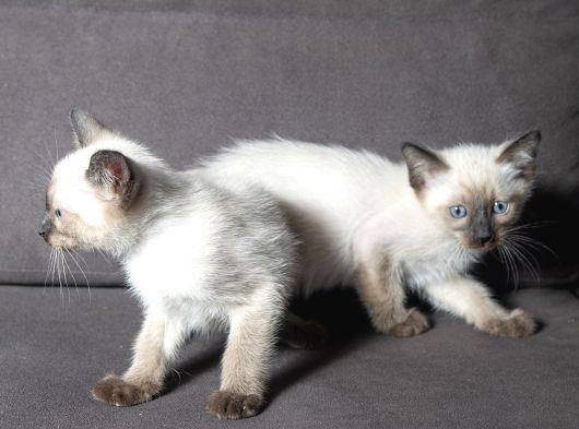 Mi̇nnoş Si̇yam Kedi̇leri̇m görsel